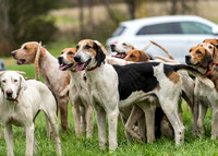 AMWELL VALLEY HOUNDS